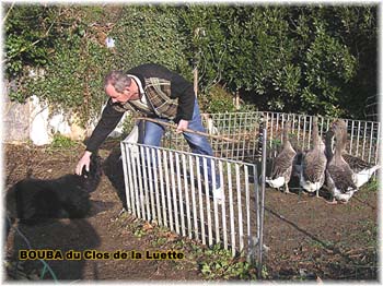 le bouvier des flandres et les oies - Elevage du CLOS DE LA LUETTE - COPYRIGHT DEPOSE